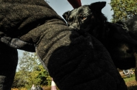 PROTECTION DOGS